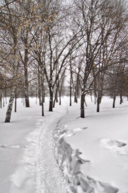 снег, деревья, зима, дорога, природа, парк Тропка фото превью