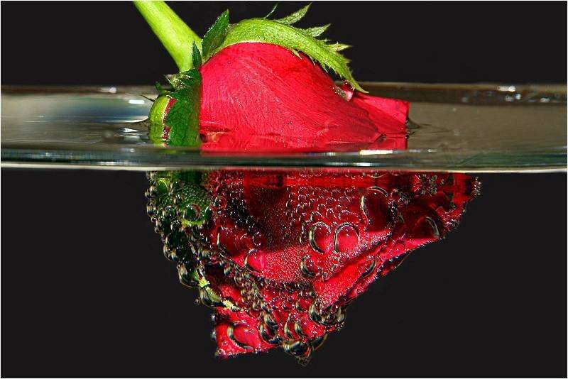 цветок, Шевцова  Алена