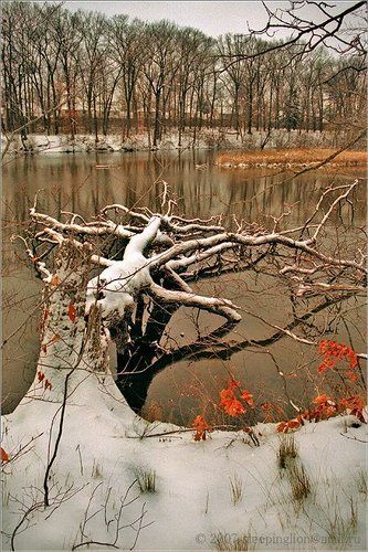 The quiet song of snow...