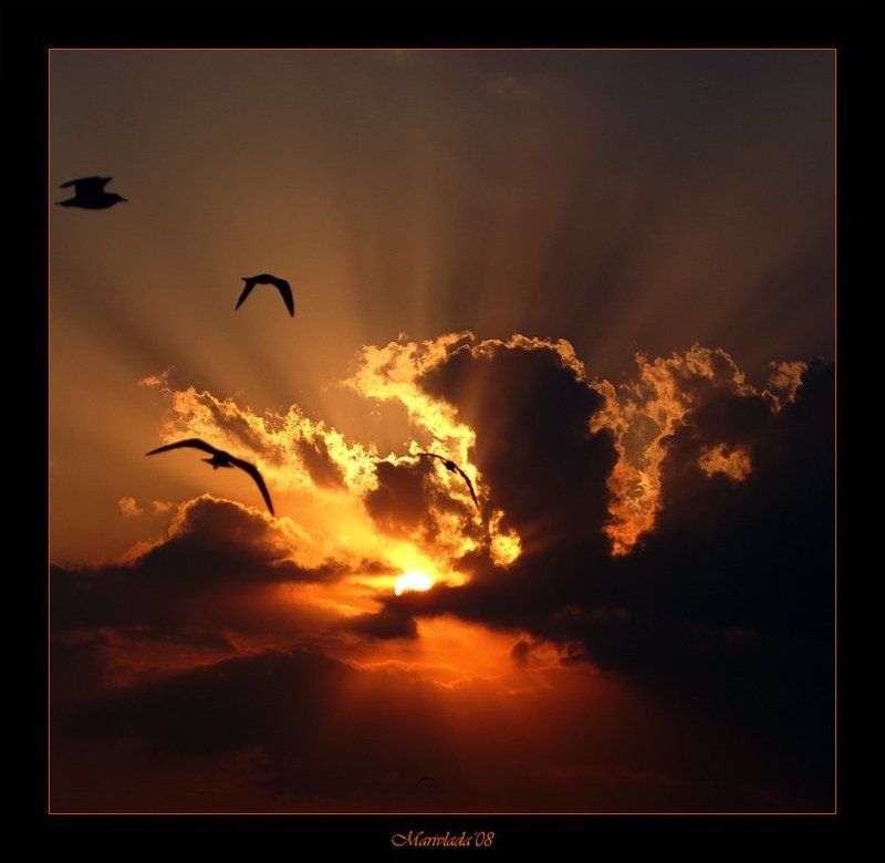 птицы Почти по Хичкоку... фото превью