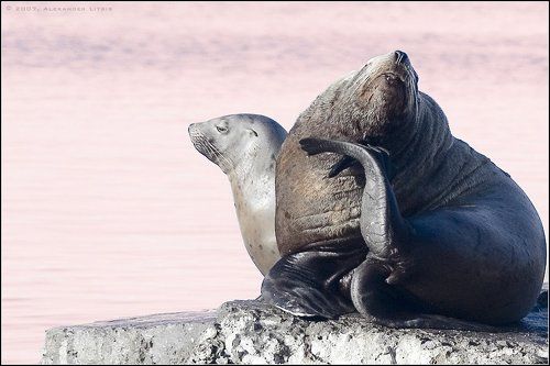 Ну чем тебе не Ницца, дорогая?..