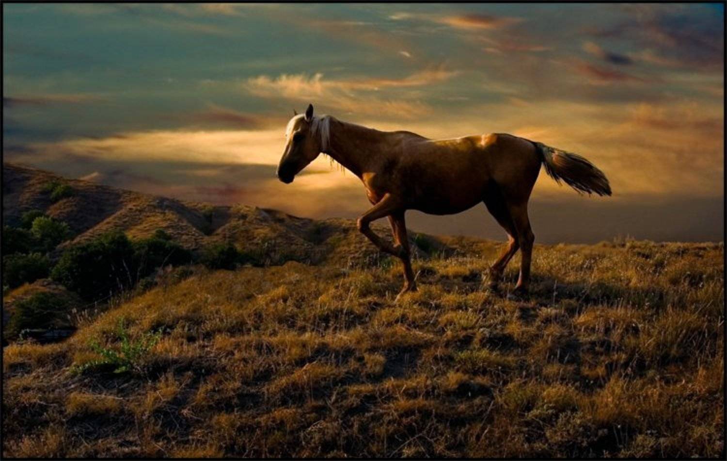 лошадка, Юрий Март