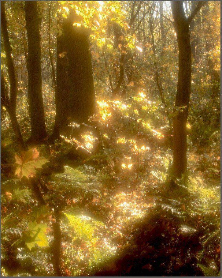 солнце, осень, лес, Павел Дунюшкин