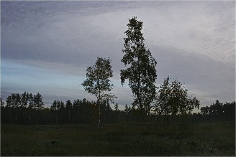 Утро в лесу фото превью
