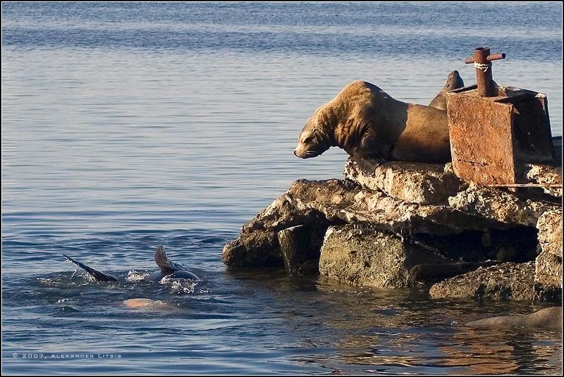 морской,лев,сивуч,причал,камчатка Спасать или сам выплывешь?.. фото превью