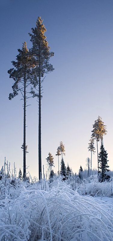 Вертикали января фото превью