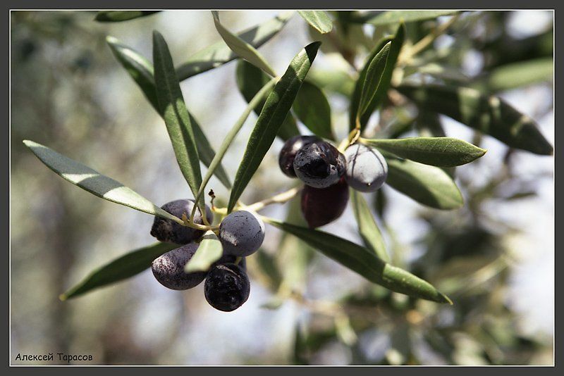 оливки Впитывая солнце... фото превью