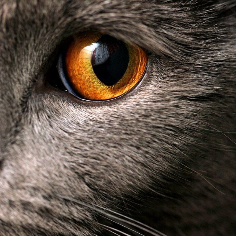 кот, кусачий, 6х6 *** фото превью