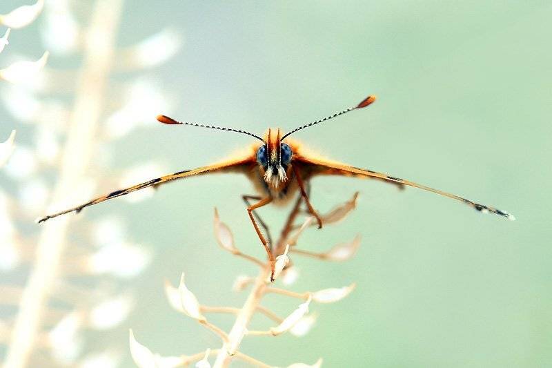 бабочка, шашечница, Шевцова  Алена