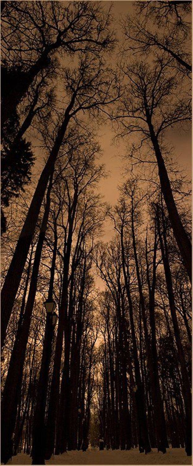 вечер, деревья, царицыно,, Gorshkov Igor_Feanorus