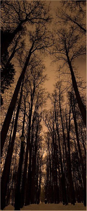 вечер, деревья, царицыно, Готика. фото превью