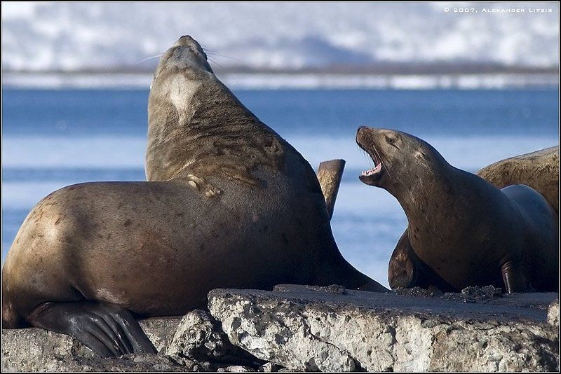 морской,лев,сивуч,причал,камчатка Дуэтом в унисон... фото превью