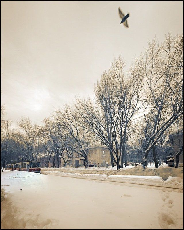 трамвай, дом, птица Трамвай фото превью