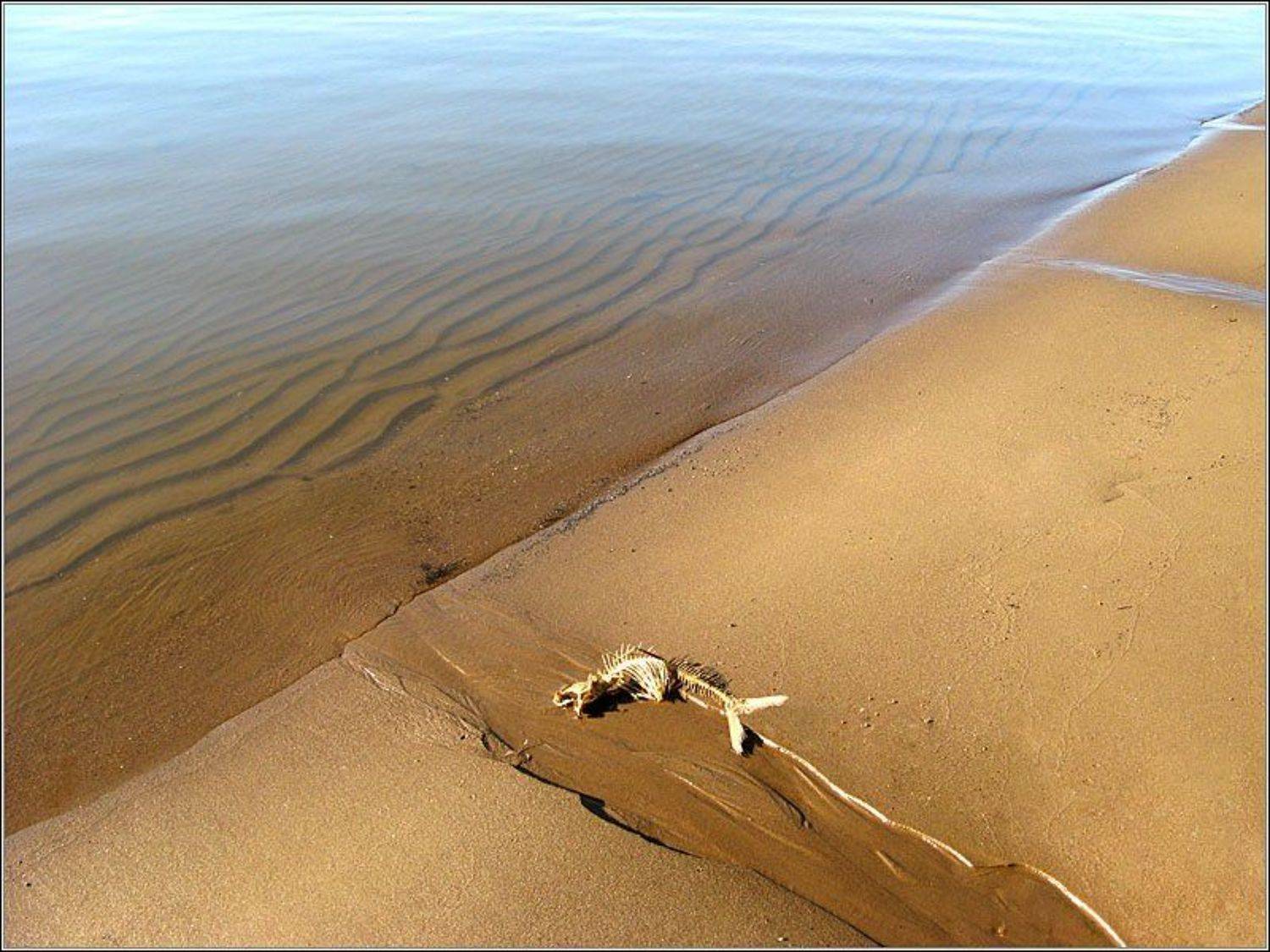 , Слепой.Пью