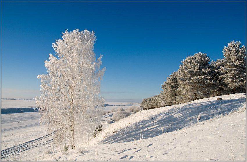 зима,берёза,лес,снег,иней, Partner