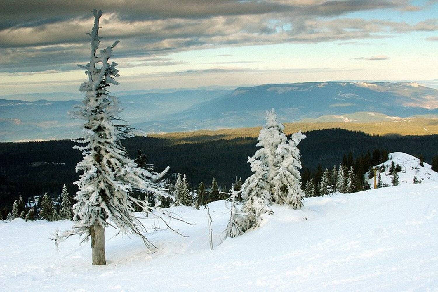 босния, природа, снег, елка, Mia