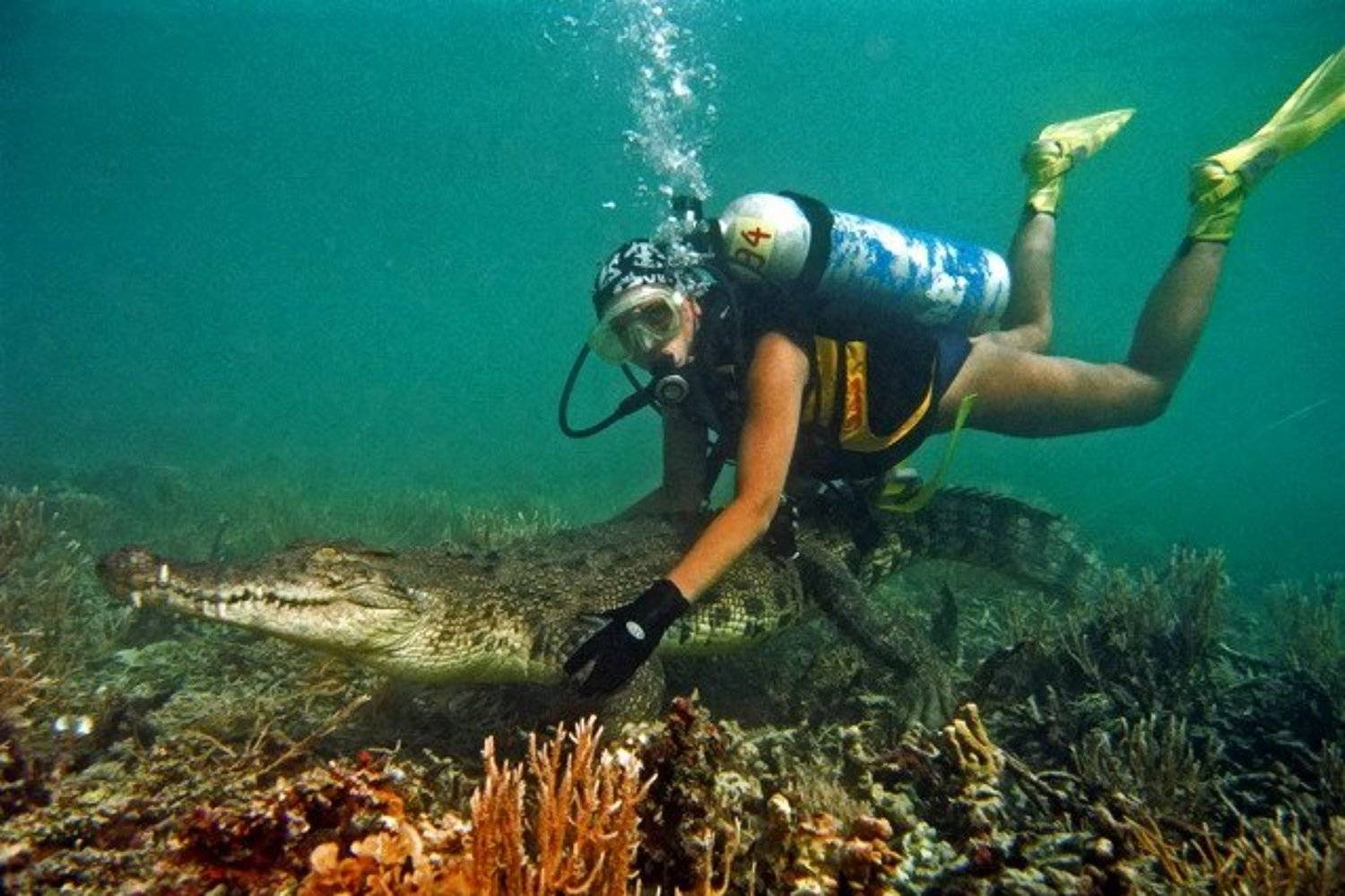 море, крокодил, природа, Svetlana Nosova