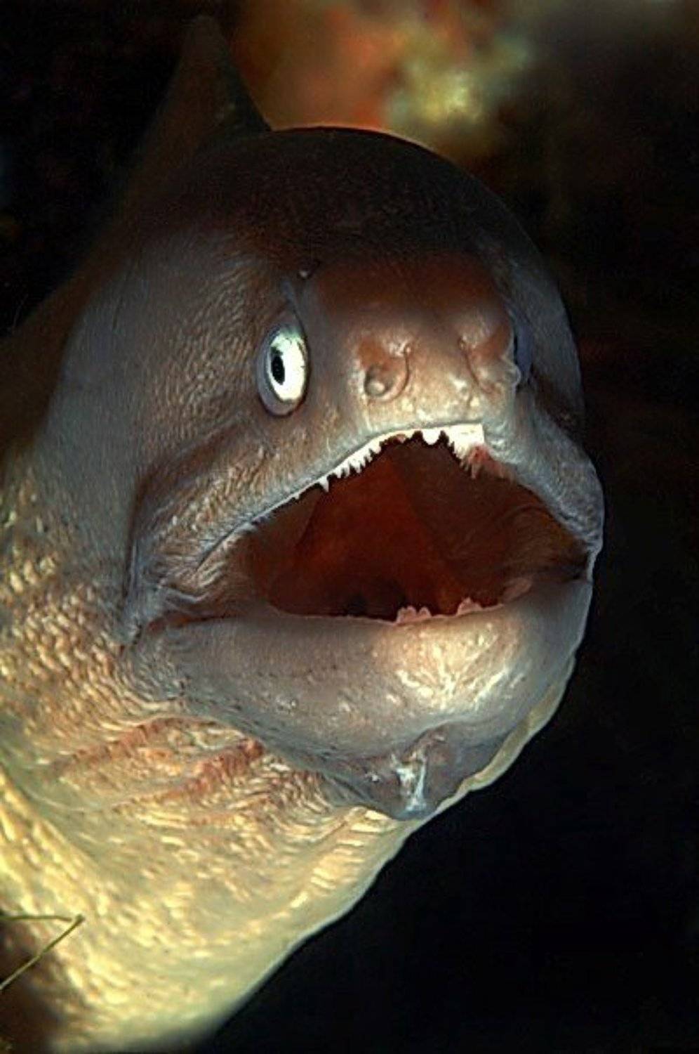 море,мурена, Svetlana Nosova