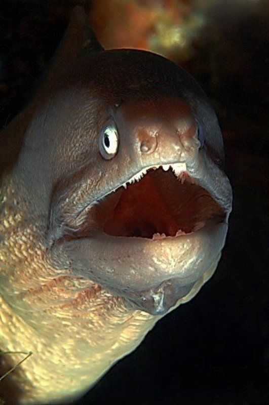 море,мурена Мурена фото превью