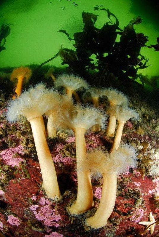 море, природа, актинии, животные Актиневый рай фото превью