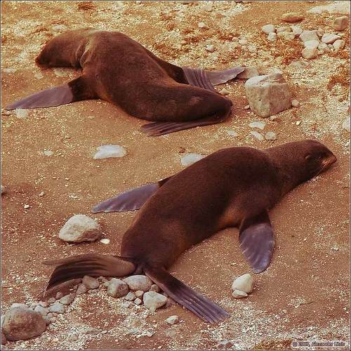 Как правильно парить ласты.