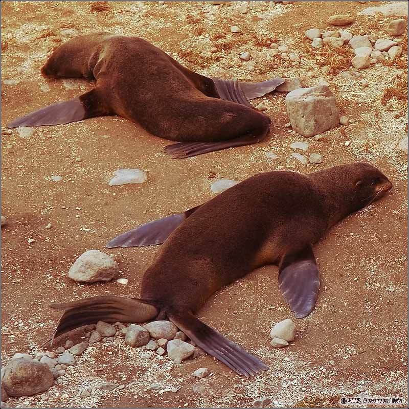 морские,котики,командоры,лежбище,остров,беринга Как правильно парить ласты. фото превью