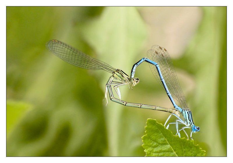 стрекозы Про любовь на тонких прозрачных крылышках. фото превью