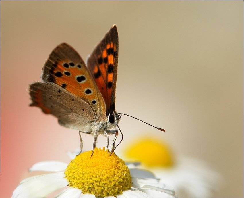 бабочка, Шевцова  Алена