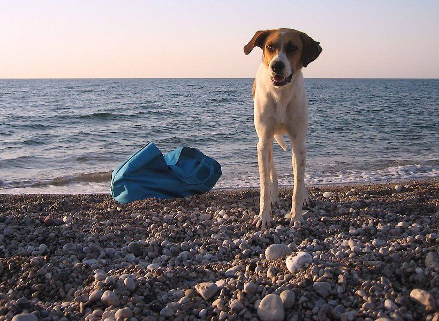 турция, кемер, рассвет, чудный пес, Katerina Gordeeva