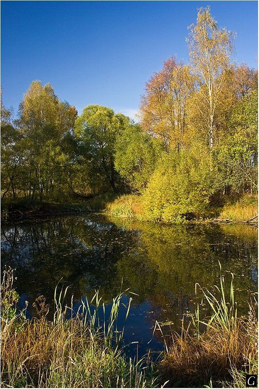 осень, золотая, новый, иерусалим, пруд Осеннее благоденствие.  2 фото превью