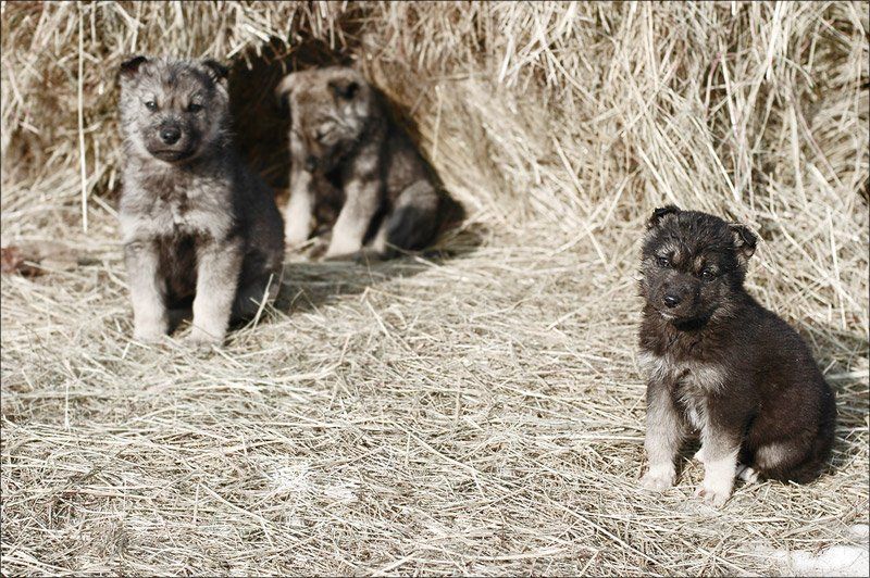 Трое фото превью