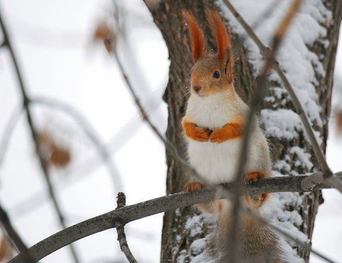 В парке, на дереве, видел её ......