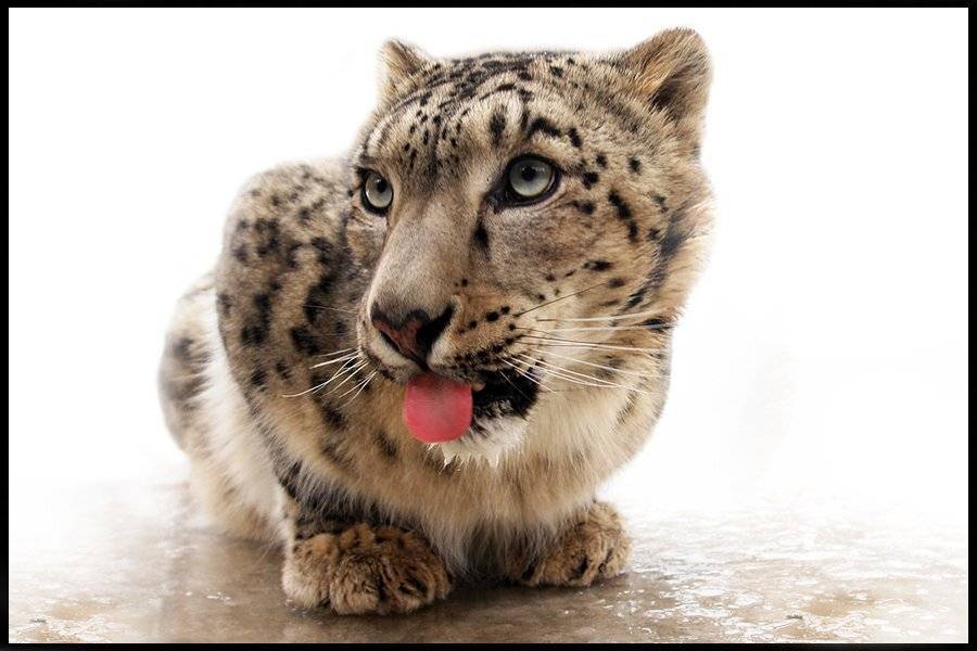 ирбис, снежный барс, senjor