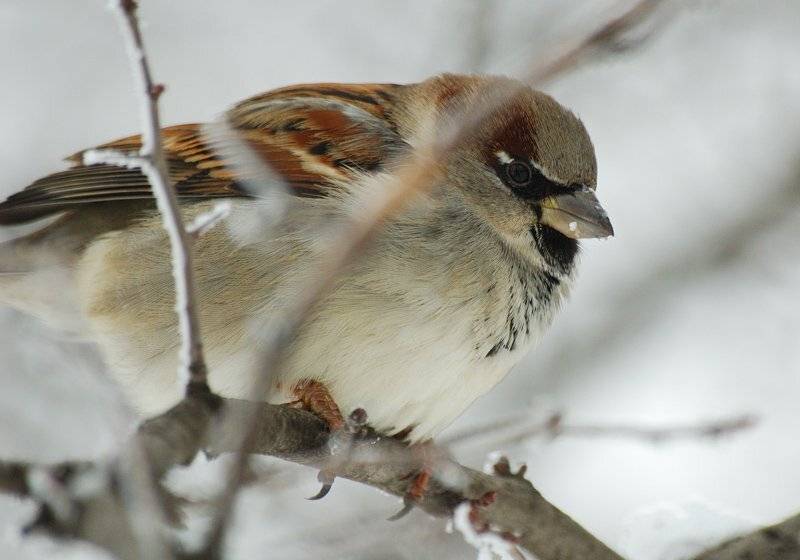 воробей,птицы,зима,татаринцев, Sergey Tatarincev