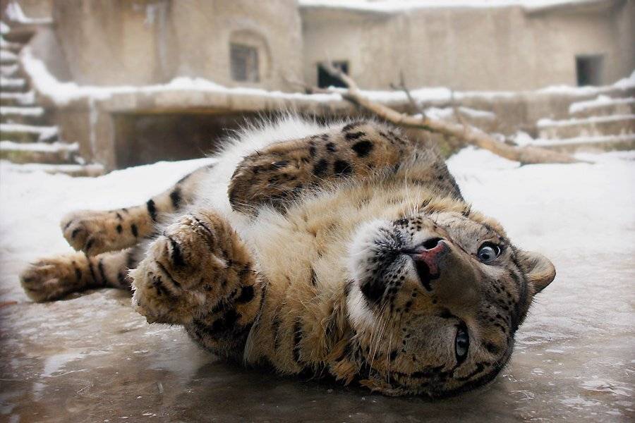 ирбис, снежный барс, senjor