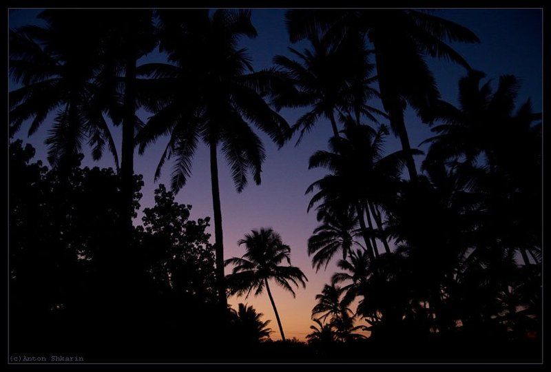 закат, пальмы Индия фото превью