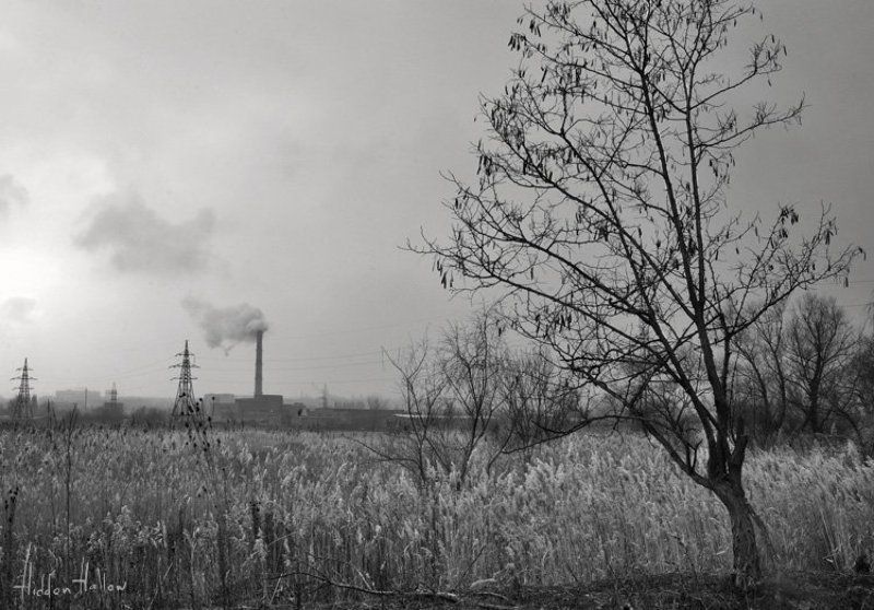 дерево, город, мрак По ту сторону тишины фото превью