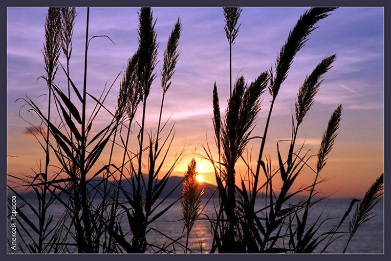 греция, икария, море, рассвет, тростник Тростниковый рассвет фото превью