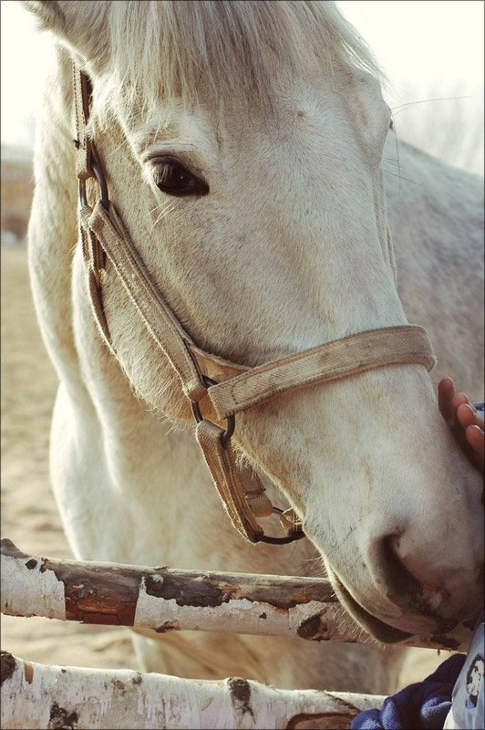 , Катерина Айку