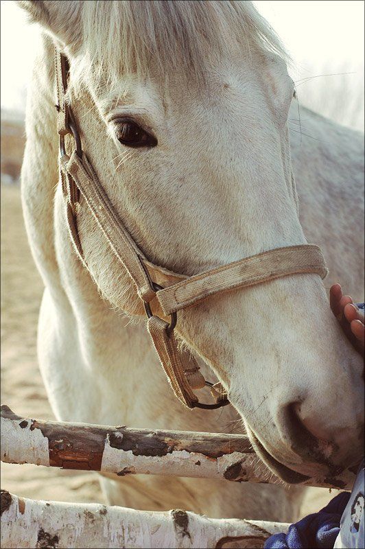 Sense фото превью