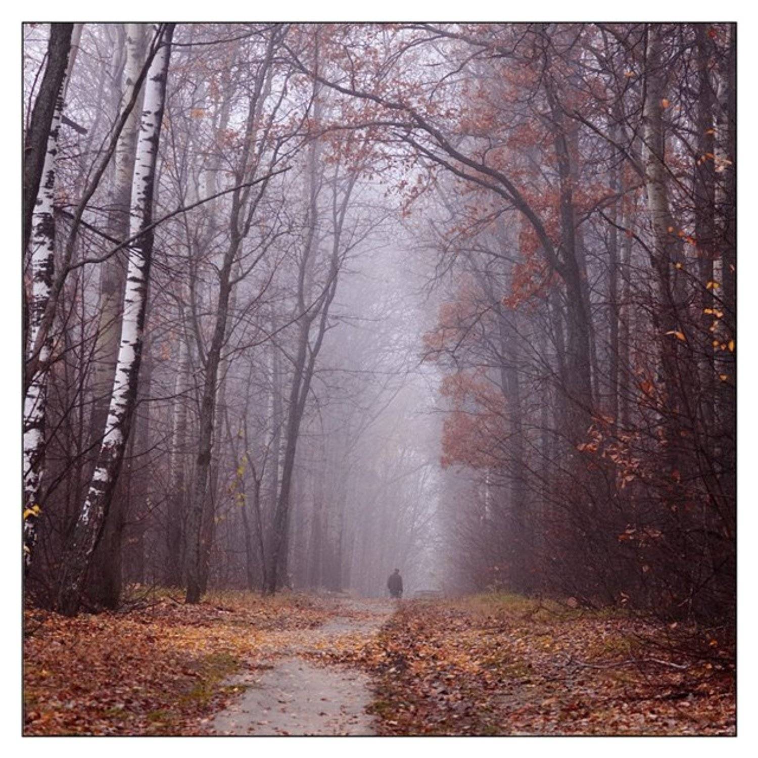 туман, осень, Сергей Дужников