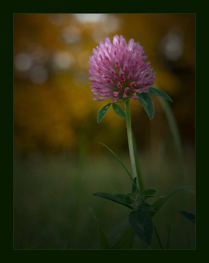 , Менькович Алексей