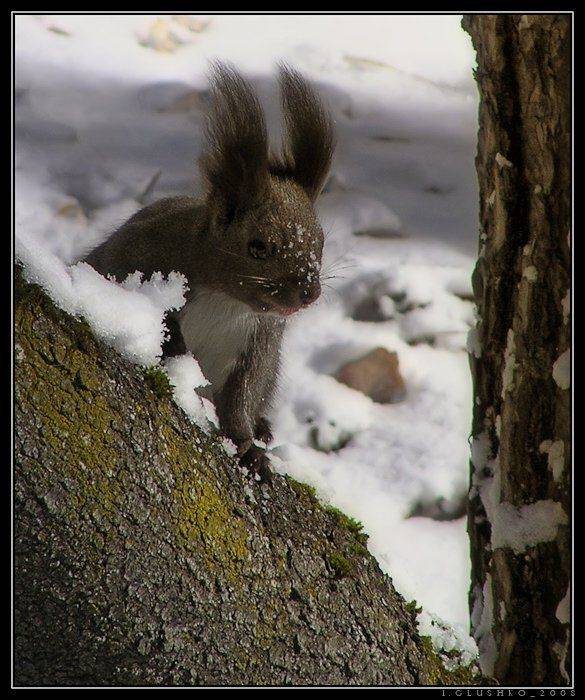 белка, сибирь, Игорь Глушко