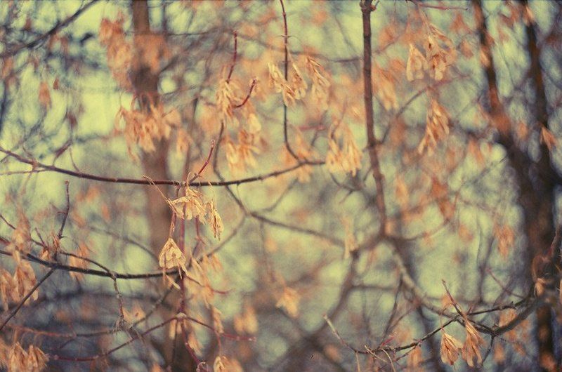 kamushek, helios, пленка, зенит-122 *** фото превью