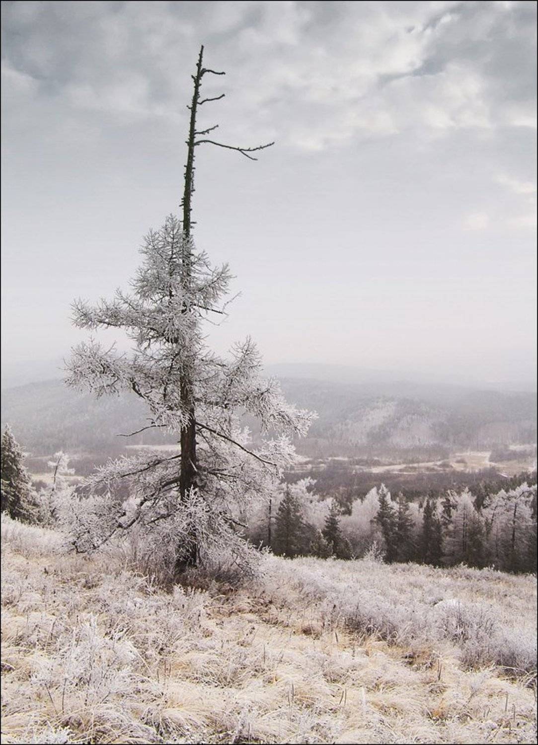 зима, снег, горы, ель, сыростан, урал, Ann Miller
