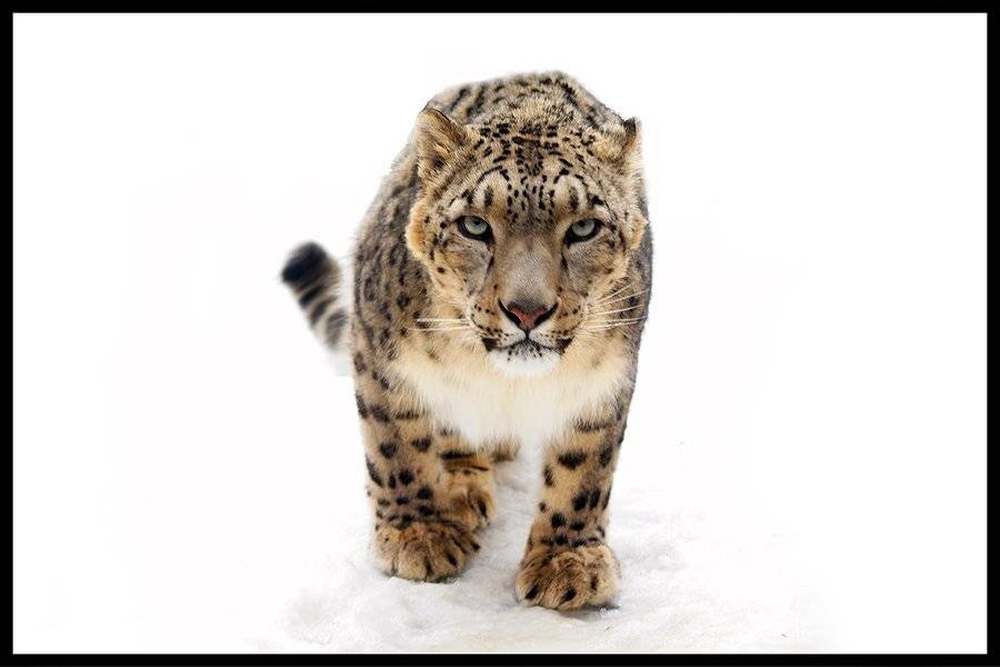 ирбис, снежный барс, senjor