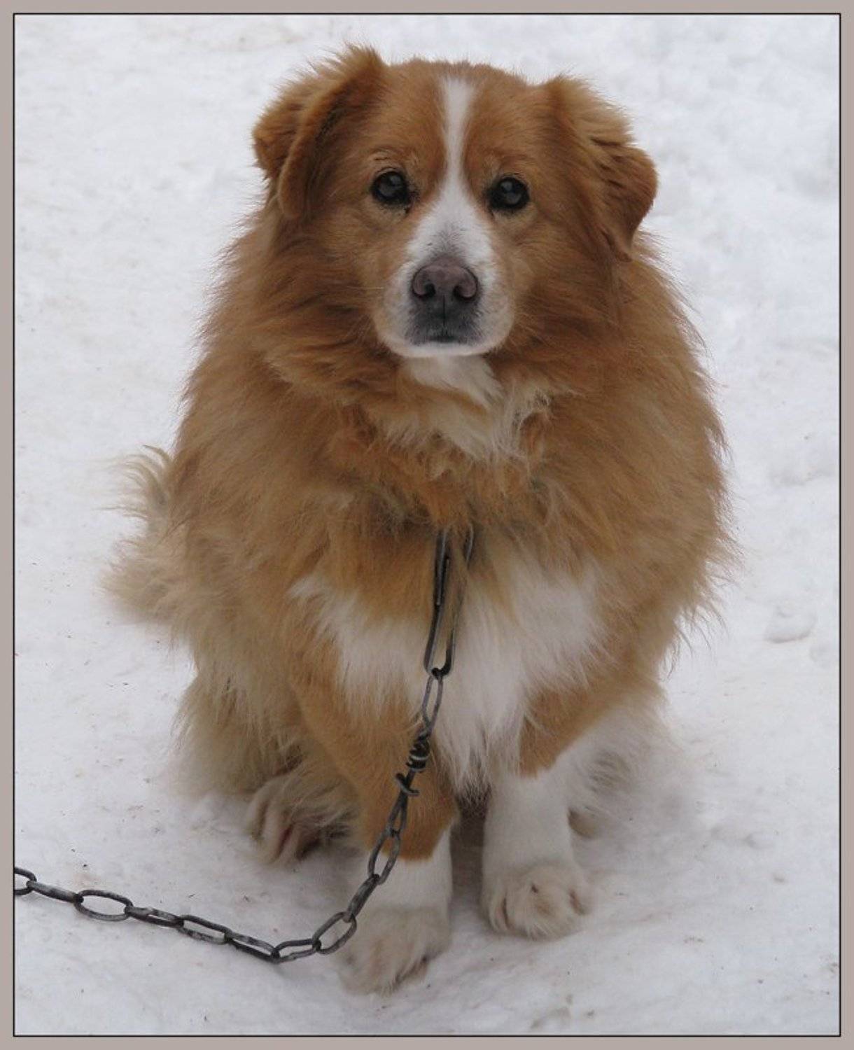 собака, цепь, неволя, грусть, Olga Panteleeva