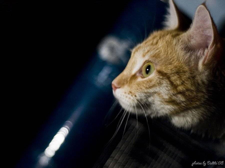 кошка охота, Dalia