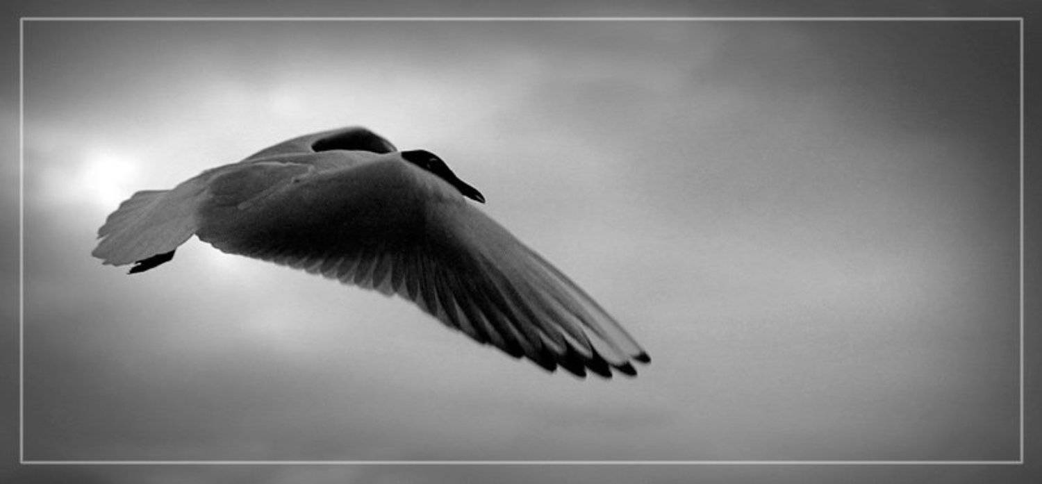 полет чайка крыло перо, Борис Никитин