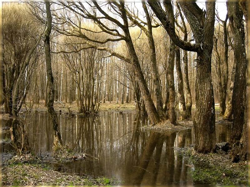 апрель мещерские пруды ивы отражения  фото превью
